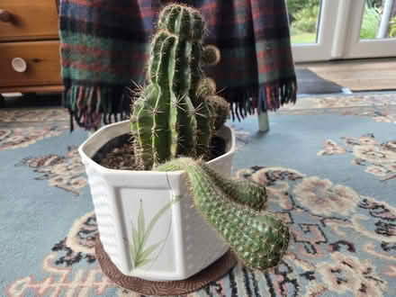 Photo of free Cactus Plant (Hucclecote GL3) #4