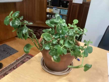 Photo of free House plant kalanchoe (Northwest Seattle, phinney) #2