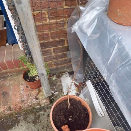 Photo of free Cotinus sapling (Bessels Green TN13) #2