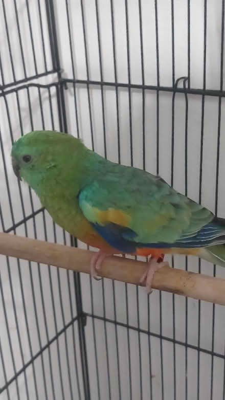Photo of Parakeet cage toys (Harlow CM20) #2