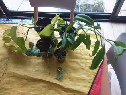 Photo of free Houseplants (Bath Road, WR5) #1