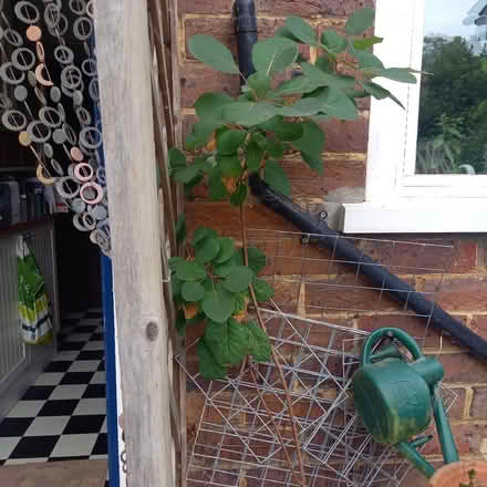 Photo of free Cotinus sapling (Bessels Green TN13) #1