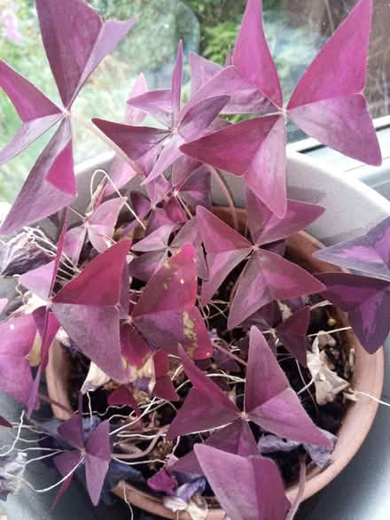 Photo of free Oxalis (Drylaw EH4) #1