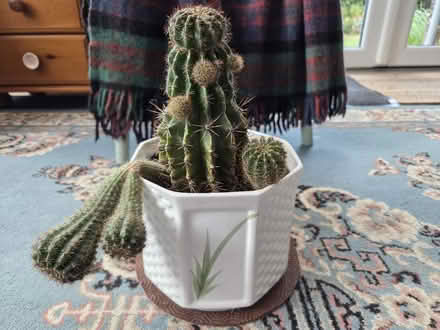 Photo of free Cactus Plant (Hucclecote GL3) #1