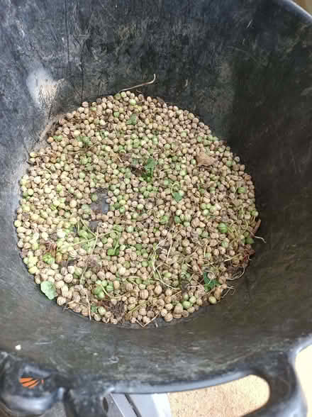 Photo of free Nasturtium seeds (Kingsteignton TQ12) #1
