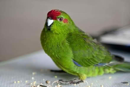 Photo of Parakeet cage toys (Harlow CM20) #1