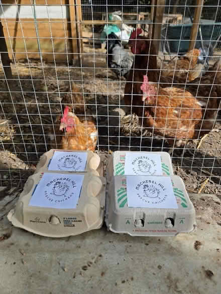 Photo of Egg Boxes (TN31) #1