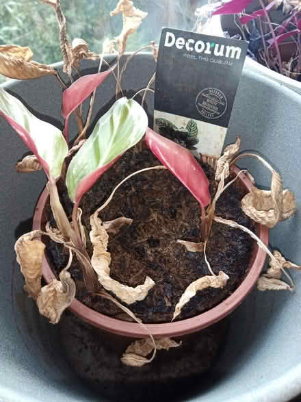 Photo of free Calathea (Drylaw EH4) #1