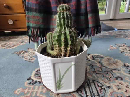 Photo of free Cactus Plant (Hucclecote GL3) #2