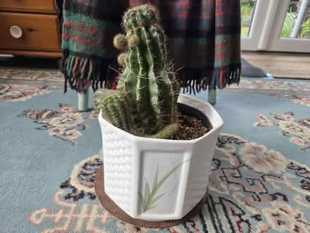 Photo of free Cactus Plant (Hucclecote GL3) #3
