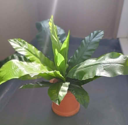Photo of free Artificial tropical yucca plant (Elizabeth Gate TW8) #1