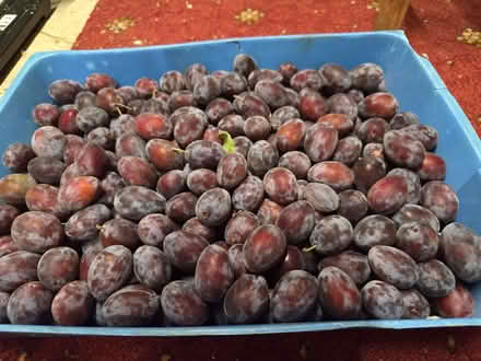Photo of free Fresh Plums (Hucclecote GL3) #1