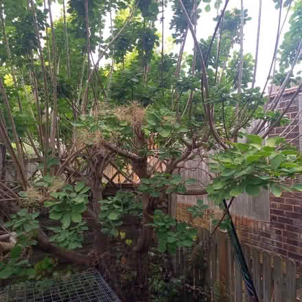 Photo of free Cotinus sapling (Bessels Green TN13) #4