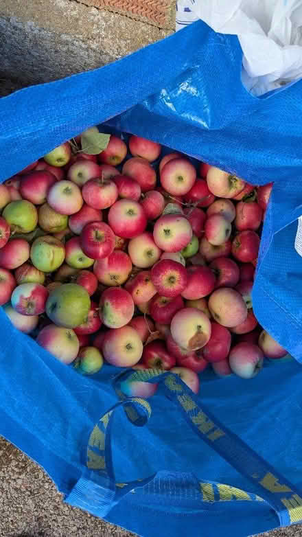 Photo of free Eating apples (Old Walcot SN3) #1