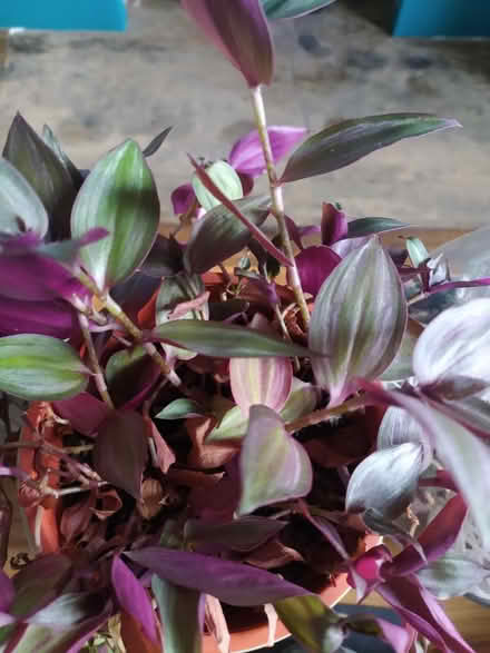Photo of free Tradescantia plant rooted cuttings (Walkley, S6) #4