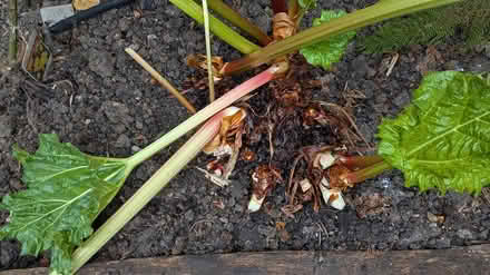 Photo of free Rhubarb crowns (BA5 Wells) #1