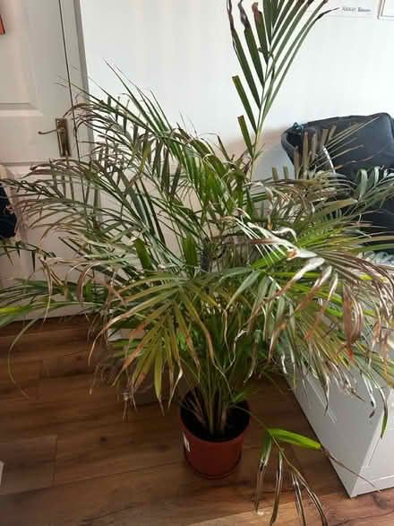 Photo of free Indoor plant (Clondalkin) #1