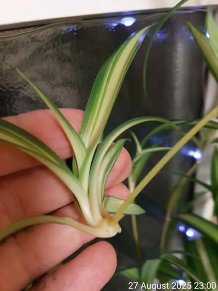 Photo of free 11 CUTTINGS of 'Ocean' spider plant (Edgwarebury Lane) #1