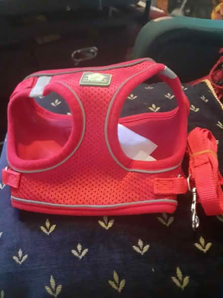 Photo of free Small dog harness (Harlow Stow area) #1