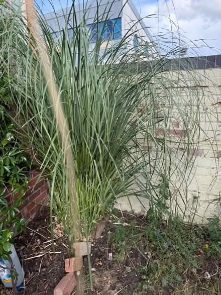 Photo of free 🌱Pampass Grass plant (Chipping Barnet EN5) #2