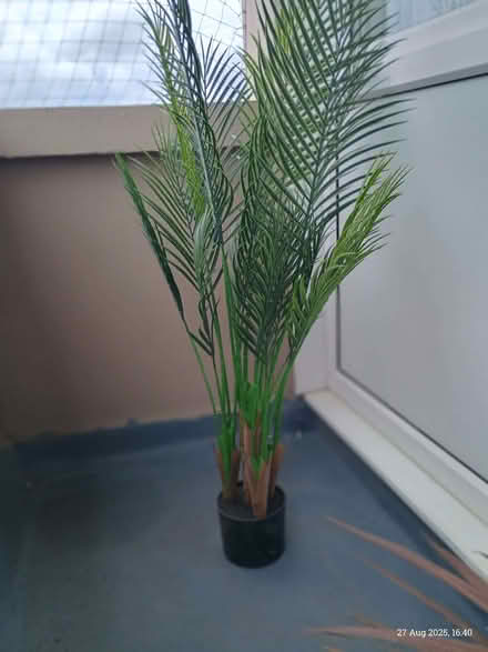 Photo of free Areca palm (Elizabeth Gate TW8) #1