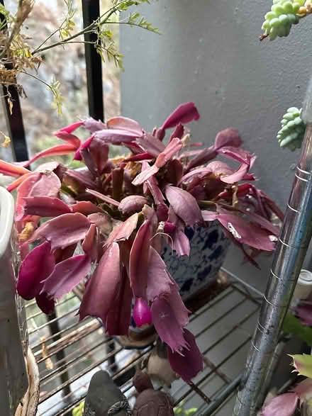 Photo of free Succulents (North point) #4