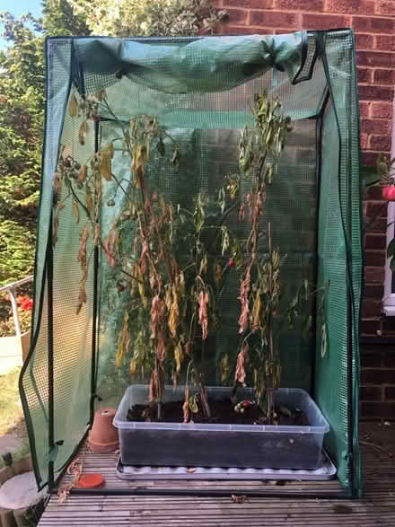 Photo of free Small greenhouse for patio (Disraeli HP13) #1