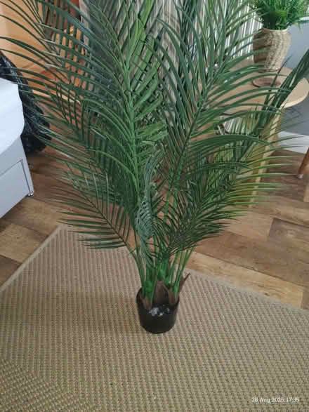 Photo of free Artificial palm (Elizabeth Gate TW8) #1