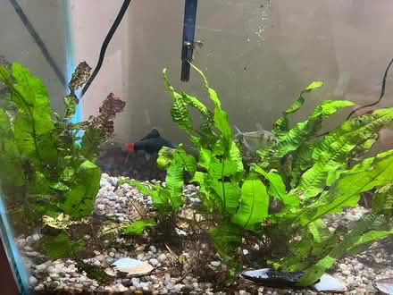 Photo of free Fish tank and 4 lovelies (San Mateo) #1