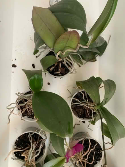 Photo of free Orchid plants looking for new home (Chiswick) #2