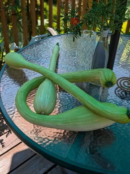 Photo of free Zucchetta Trombochino squash (Matawan) #1