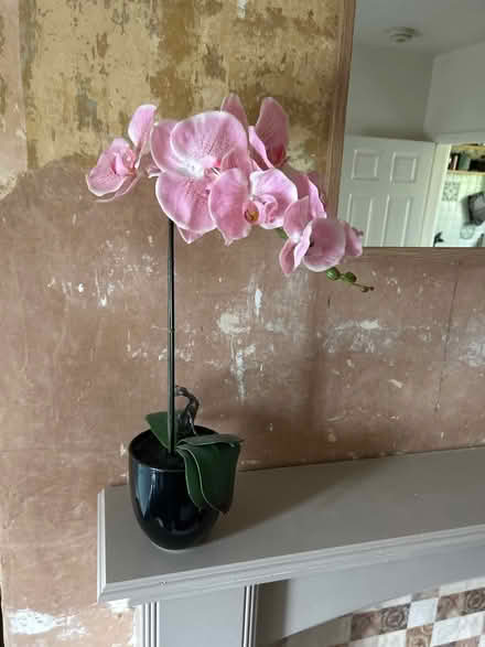 Photo of free Fake orchid (Arbourthorne S2) #1