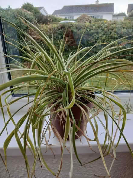 Photo of free Spider plant in need of repotting and tlc (Carbis Bay TR26) #1