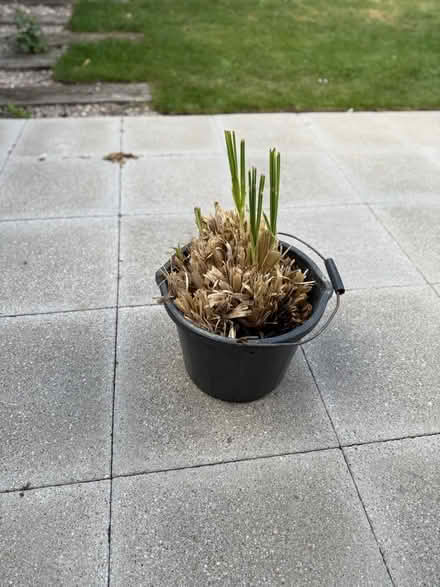 Photo of free 🌱Pampass Grass plant (Chipping Barnet EN5) #1