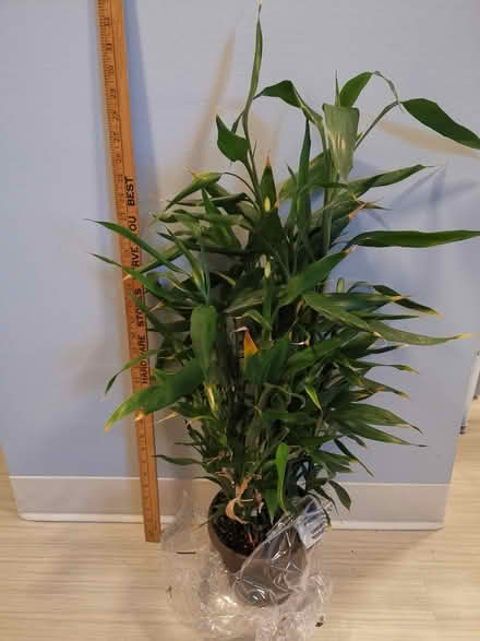 Photo of free Bamboo in need of rehabilitation (Dow’s Lake) #1