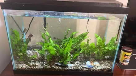Photo of free Fish tank and 4 lovelies (San Mateo) #3