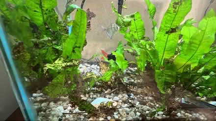 Photo of free Fish tank and 4 lovelies (San Mateo) #2