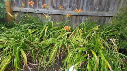 Photo of free Day lillies (Broughton Gifford, SN12) #1