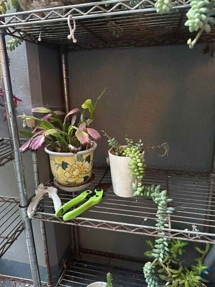 Photo of free Succulents (North point) #2