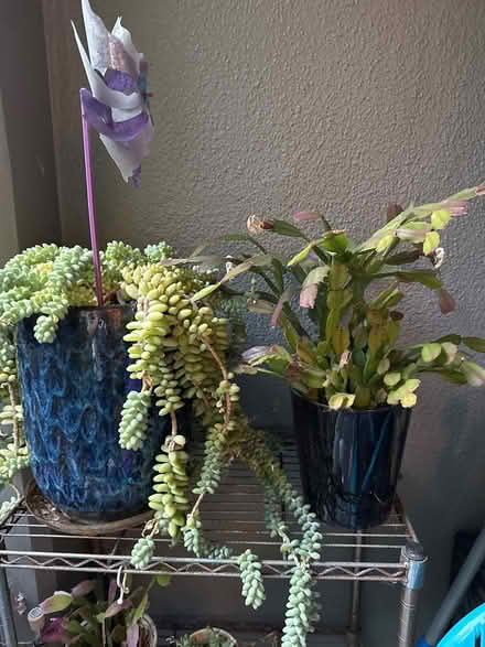Photo of free Succulents (North point) #1