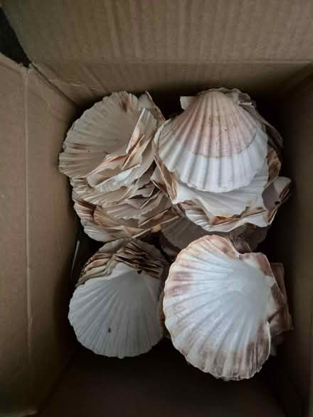Photo of free Shells (Blackheath, SE13) #3