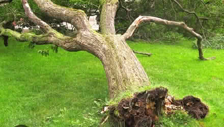 Photo of Fallen Trees (The Scotlands WV11) #1