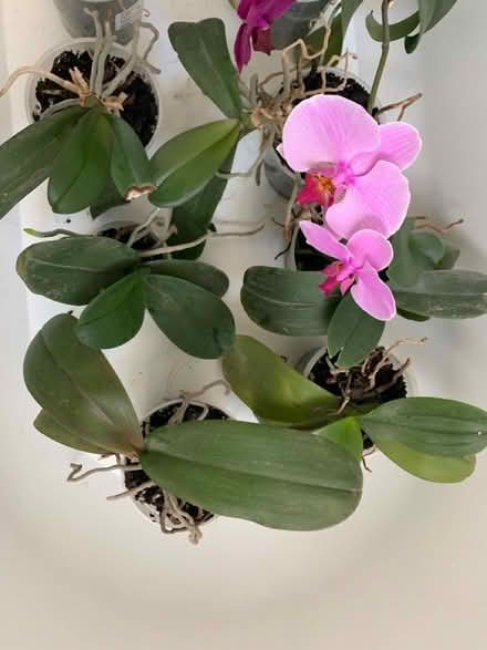 Photo of free Orchid plants looking for new home (Chiswick) #3
