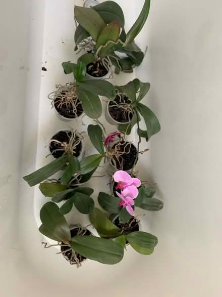 Photo of free Orchid plants looking for new home (Chiswick) #1
