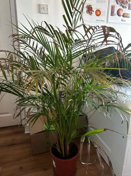 Photo of free Indoor plant (Clondalkin) #2