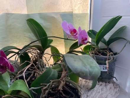 Photo of free Orchid plants looking for new home (Chiswick) #4