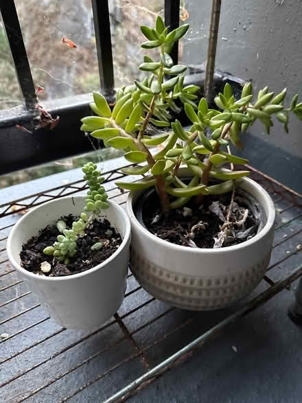 Photo of free Succulents (North point) #3