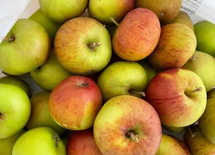 Photo of free Apples (New Barnet EN4) #1