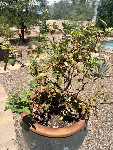 Photo of free Rose bushes (Northeast Tucson/Tanque Verde) #1