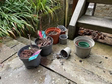 Photo of free Various plant pots (W12) #1